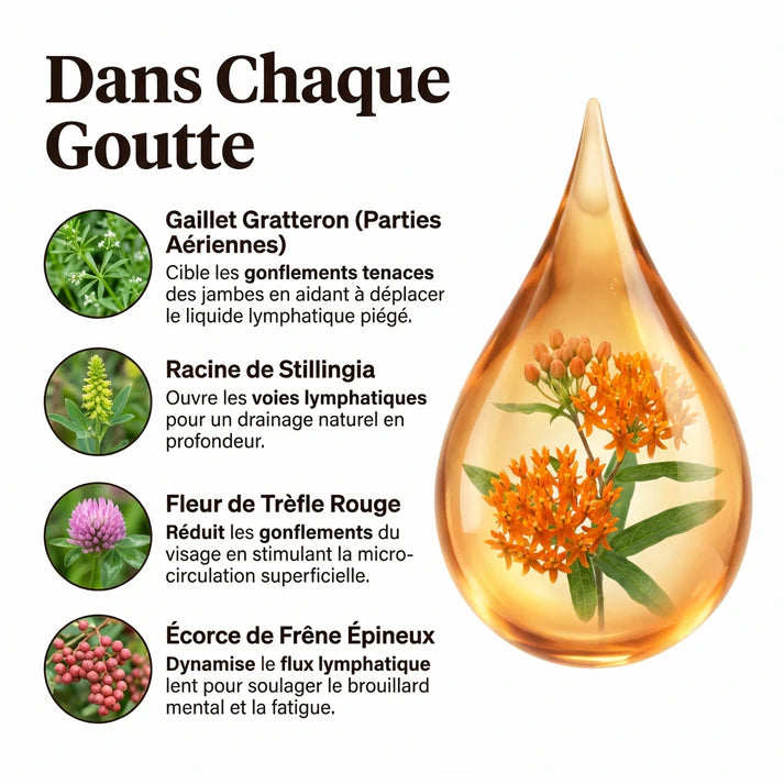 Gouttes De Drainage Lymphatique